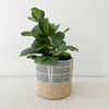 Storage Plant Basket: Byumba - Amsha