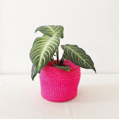 Storage Plant Basket: Dragonfruit - Amsha