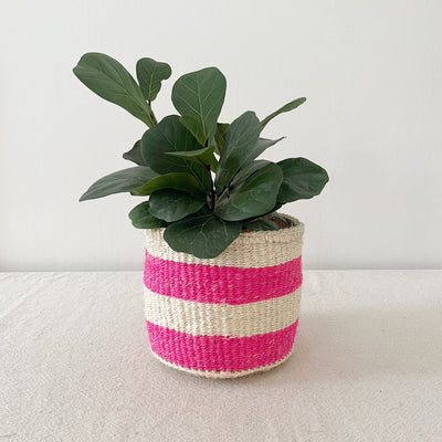 Storage Plant Basket: Flamingo - Amsha