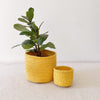 Storage Plant Basket: Goldenrod - Amsha