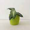 Storage Plant Basket: Lime - Amsha