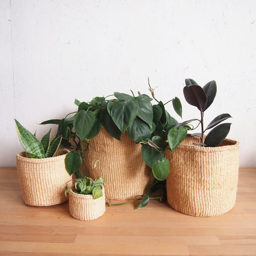 Storage Plant Basket: Oats